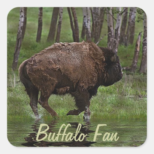 Het runnen van Buffalo & Bos, het Ontwerp van de b Vierkante Sticker (Voorkant)