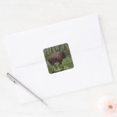 Het runnen van Buffalo & Bos, het Ontwerp van de b Vierkante Sticker (Envelop)