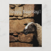 Het schaap, Happy Baaaday! Briefkaart (Voorkant)