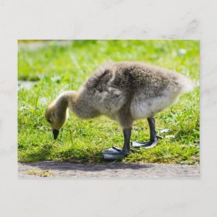 Het schattige gansje van de Gans van Canada Briefkaart