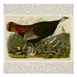 Het schilderen van vochtige vogels in Turkije Perfect Poster