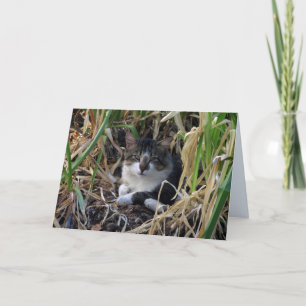 Het schuwe Lege Wenskaart van het Kat van de Kaart