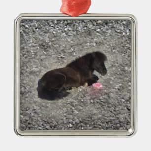 het shetty dier van het paardenpony minihorse metalen ornament