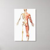 Het skelet en het spierstelsel van de mens canvas afdruk (Voorkant)