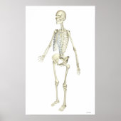 Het skeletsysteem poster (Voorkant)