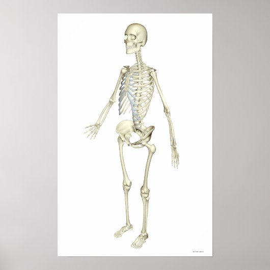 Het skeletsysteem poster (Voorkant)