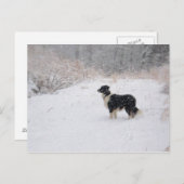Het sneeuw Briefkaart van Border collie (Voorkant / Achterkant)