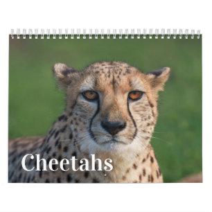 Het snelle en het mooie: Cheetah Collectie Kalender