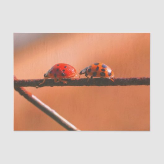 Het spel Ladybugs volgt de Leider- Decoupage Tissuepapier (Voorkant)