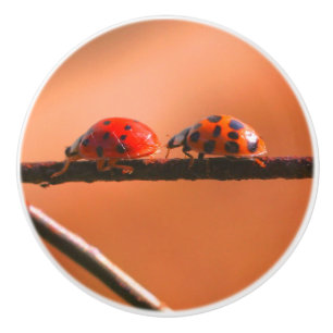 Het spel Ladybugs volgt de Leider dicht Keramische Knop