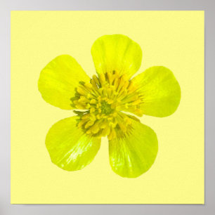 Het spelen Buttercup ventilator - transparant. Poster