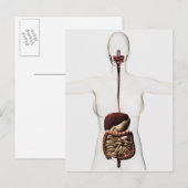 Het spijsverteringsstelsel 2 briefkaart (Voorkant / Achterkant)