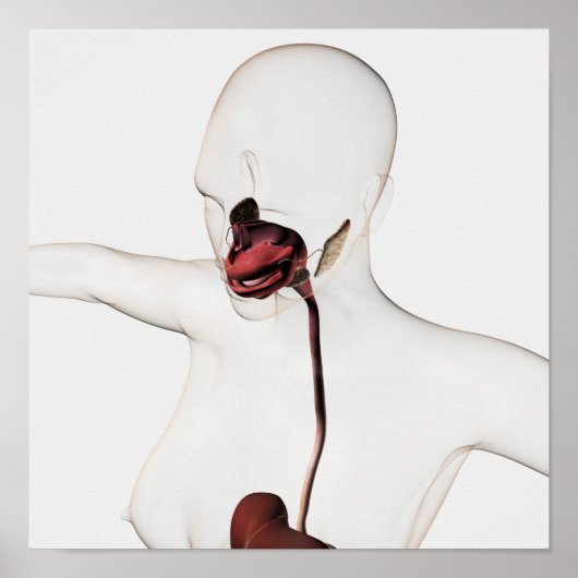 Het spijsverteringsstelsel 3 poster (Voorkant)