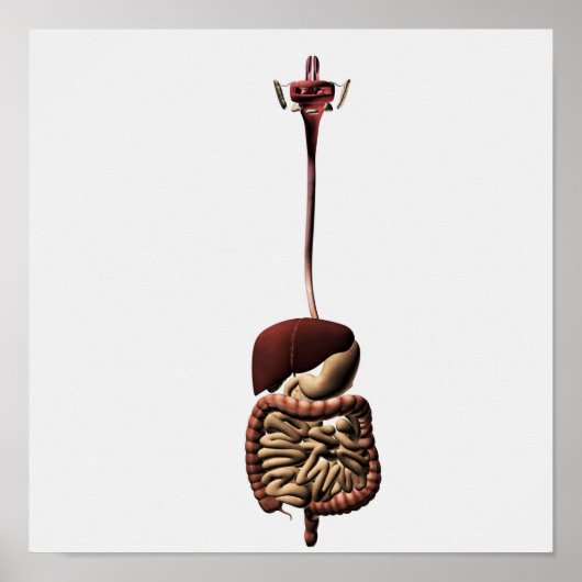 Het spijsverteringsstelsel 4 poster (Voorkant)