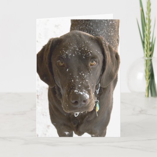 Het spijt me dat sneeuwbesproeide chocolade Lab fo Kaart (Voorkant)