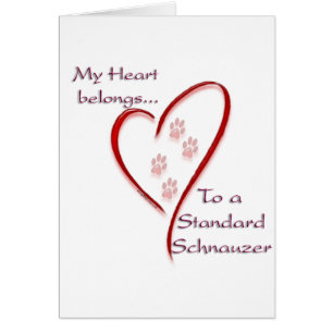 Het standaard Hart Schnauzer behoort