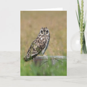 Het Stellen van de uil Kaart