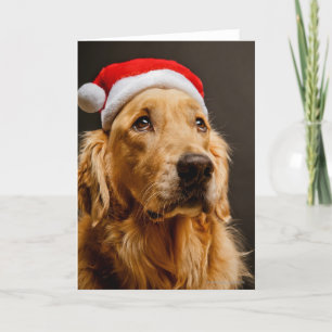 Het stellen van het golden retriever voor zijn feestdagen kaart