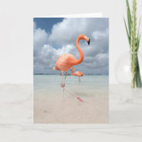Het Strand Aruba van flamingo's
