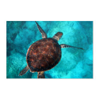 Get Wallpaper Schildpad Strand Kunst Posters En Afdrukken Zazzle Be Desktop Wallpaper