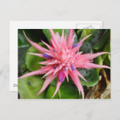 Het tropische Briefkaart van de Schoonheid (Voorkant / Achterkant)