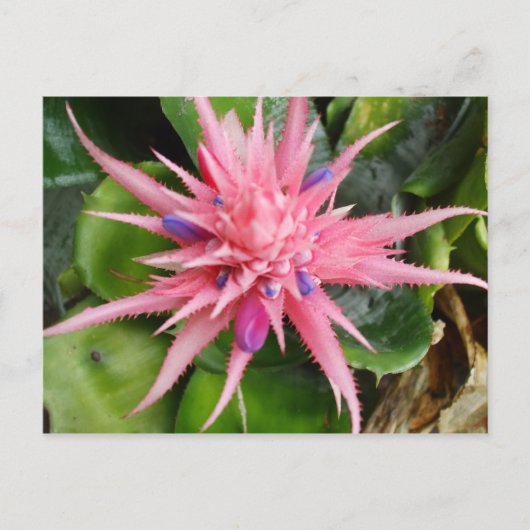 Het tropische Briefkaart van de Schoonheid (Voorkant)