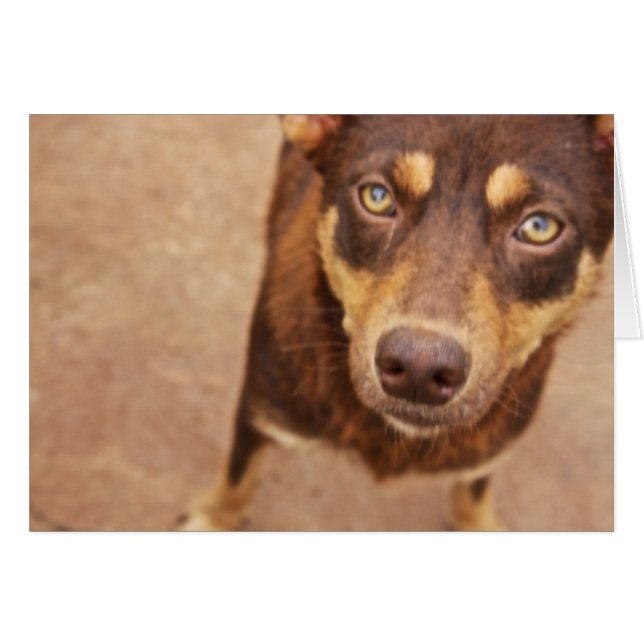 Het uiterlijk van de liefde (Voorkant Horizontaal)