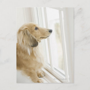 Het uitkijkvenster van de hond briefkaart