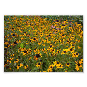 Het veld van de bruine-ogen Susan bloemen. Foto Afdruk