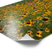 Het veld van de bruine-ogen Susan bloemen. Foto Afdruk (Hoek)