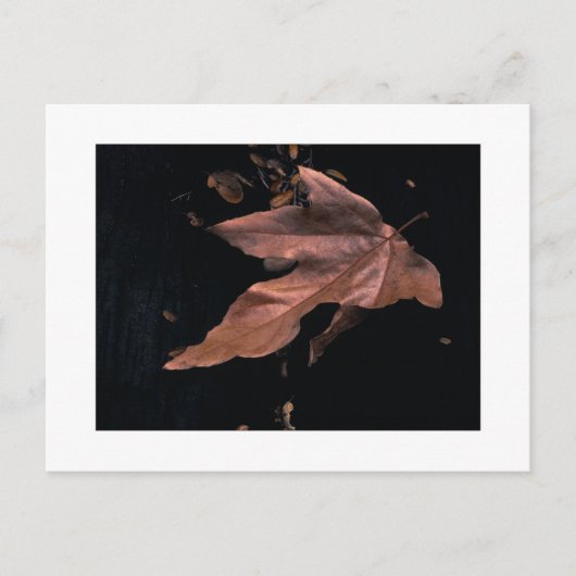 Het "verslagen Blad van de Sycomoor " Briefkaart (Voorkant)