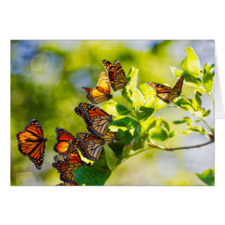 Het verzamelen van Monarch Butterflies