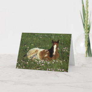 Het Veulen die van Appaloosa in Bloemen bepalen Kaart