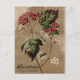 Het vintage Briefkaart van de Bes van de Boom van