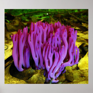 Het Violet Coral Fungus Clavaria Zollingeri Poster
