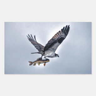 Het vliegen Osprey met Walleye Vist HDR Photo Rechthoekige Sticker