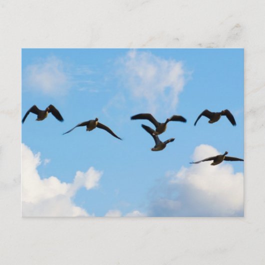 Het vliegende Briefkaart van Ganzen (Voorkant)