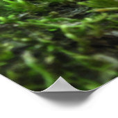 Het vreemde Poster Fairy - Fairy and Toadstools (Hoek)