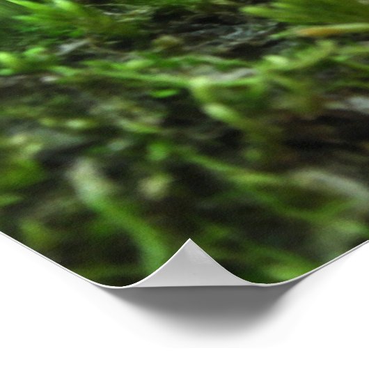 Het vreemde Poster Fairy - Fairy and Toadstools (Hoek)