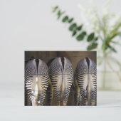 Het vrolijke trio, zebra briefkaart (Staand voorkant)