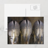 Het vrolijke trio, zebra briefkaart (Voorkant / Achterkant)