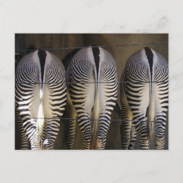 Het vrolijke trio, zebra briefkaart