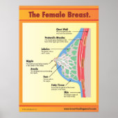 Het Vrouw Breast Poster (Voorkant)