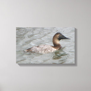 Het Vrouw Canvasback een grote duikeend Canvas Afdruk