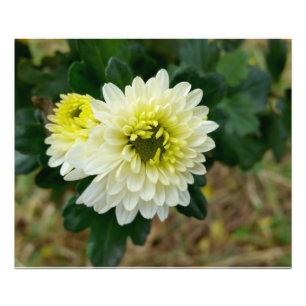 het warme wit van de herfst foto afdruk