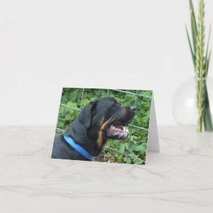Het Wenskaart van "Apollo" van Rottweiler Kaart
