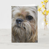 Het Wenskaart van Brussel Griffon Kaart (Gele Bloem)