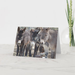 Het Wenskaart van Burro Kaart