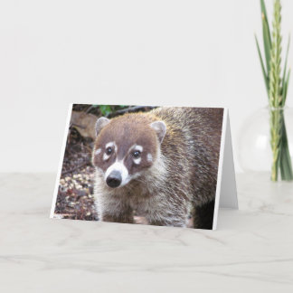 Het Wenskaart van Coati Kaart