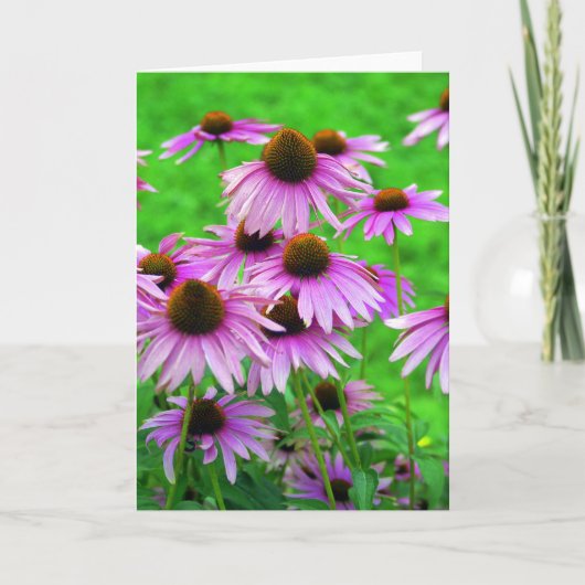 Het Wenskaart van Coneflower Kaart (Voorkant)